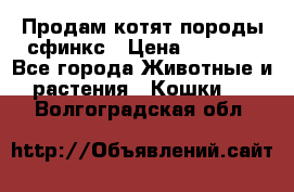 Продам котят породы сфинкс › Цена ­ 4 000 - Все города Животные и растения » Кошки   . Волгоградская обл.